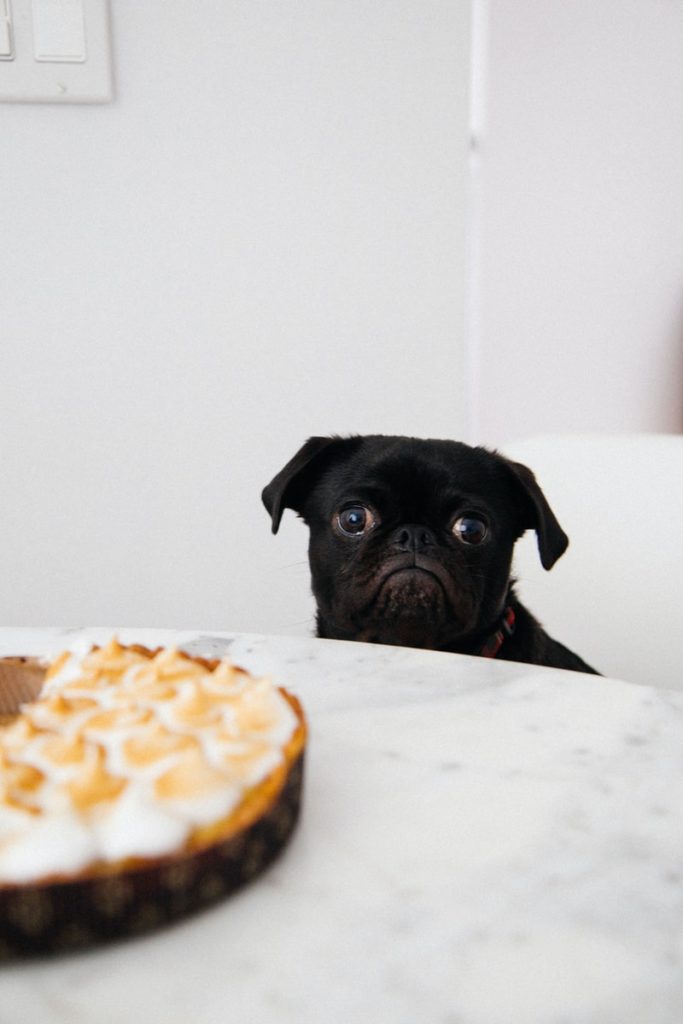 black pug looking at pie